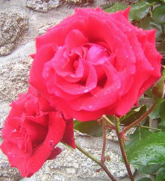 rote Rosen, Herzensmann,