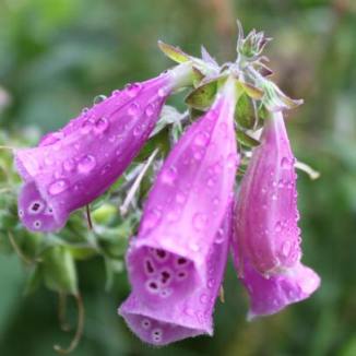 Roter Fingerhut  (digitalis purpurea)